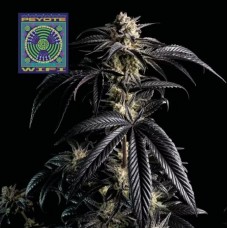 Семена конопли Peyote Wi-Fi Феминизированные Seedsman seeds